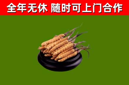 白河县回收散虫草