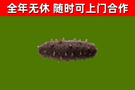 白河县回收海参干